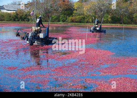 Cranberry Harvest a West Yarmouth, Massachusetts (USA) su Cape Cod. Foto Stock