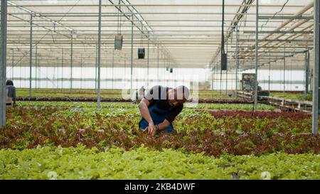 Agricoltore afroamericano che ispeziona le piante di lattuga verificando la presenza di danni o parassiti prima della raccolta. Lavoratori diversi in ambiente idroponico prendersi cura di colture biologiche per la migliore produttività. Foto Stock