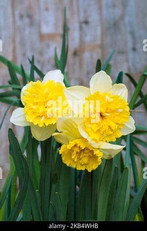 Primo piano del gruppo di Narcissus Full House in primavera. Full House è una divisione gialla e bianca 4 doppio daffodil che è un perenne deciduo Foto Stock