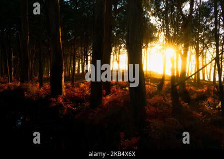 Pittoresco tramonto nella foresta. I raggi di sole illuminano gli alberi e la vegetazione sul terreno. Foresta magica Foto Stock