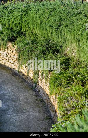 Rosemary trainato, Salvia rosmarinus, coltivando su terrazze nel Somerset Foto Stock