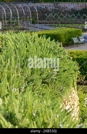 Rosemary trainato, Salvia rosmarinus, coltivando su terrazze nel Somerset Foto Stock