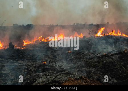 Un vigile del fuoco indonesiano cerca di estinguere un incendio da terra di contadini al villaggio di Tanah Merah, distretto di Kampar, provincia di Riau, Indonesia, settembre 8, 2019 un aumento degli incendi boschivi indonesiani – l’aumento più netto dal 2015 – ha infuriato la vicina Malesia, dove i residenti inalano fumo dalla torba e alberi bruciati a centinaia di chilometri di distanza. La stazione di meteorologia Pekanbaru ha riferito che 559 focolai sono stati osservati in tutta l’isola di Sumatra, di cui 125 focolai negli otto distretti della provincia di Riau la domenica mattina, deplorando la qualità dell’aria in alcune parti della provincia (Foto di Afrianto Silalahi/ Foto Stock