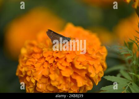 Marroni giorno di volo di Moth che ha nettare da un fiore showcased durante l'esposizione del fiore a Lalitpur, Nepal il venerdì 18 ottobre 2019. (Foto di Narayan Maharjan/NurPhoto) Foto Stock