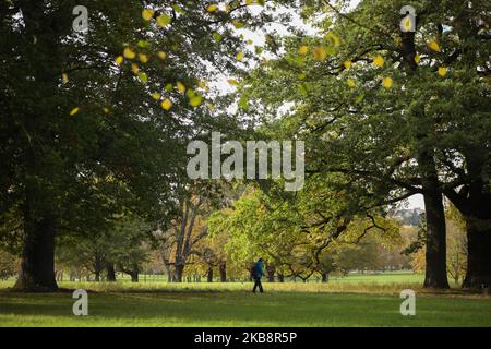 Una donna cammina al Parco Rosenstein di Stoccarda, Germania il 20 ottobre 2019 (Foto di AB/NurPhoto) Foto Stock