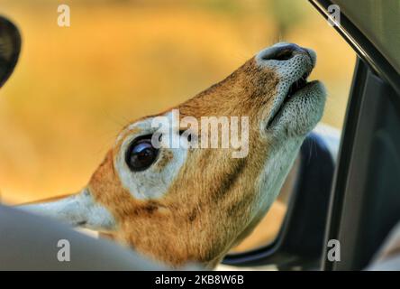 Black buck al Tal Chhapar Sanctuary nel distretto di Churu del Rajasthan, India, Ott 21,2019.tal Chhapar Sanctuary è conosciuto per i bucks neri ed è inoltre sede di una varietà di uccelli. Il santuario si trova a 210 km da Jaipur al margine del Grande deserto indiano e situato sulla strada da Ratangarh a SUJANGARH. Il santuario di tal Chhapar si trova nel Sujangarh Tehsil del distretto di Churu.(Foto di Vishal Bhatnagar/NurPhoto) (Foto di Vishal Bhatnagar/NurPhoto) Foto Stock