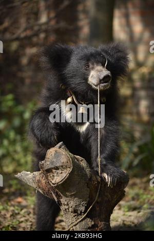 Un orso di un anno salvato Sloth che gioca in un rifugio a Lalitpur, Nepal il giovedì 24 ottobre 2019. Un orso di sloth è salvato dal distretto di Siraha dall'organizzazione di benessere animale Sneha's Care. (Foto di Narayan Maharjan/NurPhoto) Foto Stock