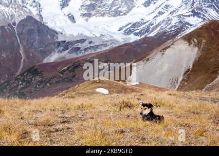 Un cane siede su un sentiero che conduce a glassieri nella regione di Svaneti superiore della Georgia il 2 ottobre 2019. Svaneti si trova nelle montagne del Caucaso Centrale, circondato da 3000-5000 cime. (Foto di Dominika Zarzycka/NurPhoto) Foto Stock