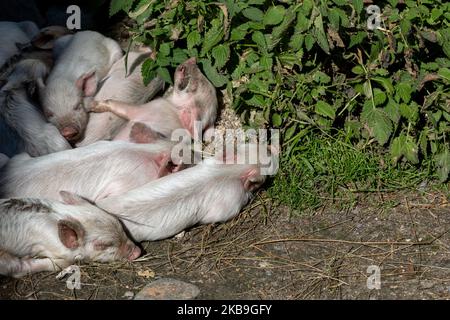 Giovani maiali in una famiglia nel villaggio storico di Ushguli nella regione dell'Alto Svaneti in Georgia il 1 ottobre 2019. Svaneti si trova nelle montagne del Caucaso Centrale, è abitata dal sottogruppo etnico Svans in Georgia. Gli animali da fattoria sono spesso pane completamente libero gamma in Georgia. (Foto di Dominika Zarzycka/NurPhoto) Foto Stock