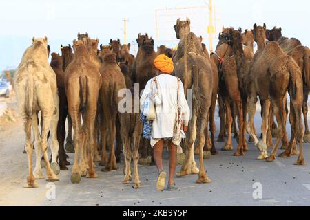 Un commerciante indiano del cammello arriva con la sua mandria durante la fiera annuale del bestiame a Pushkar, nello stato occidentale di Rajasthan, India, 3 novembre 2019. Pushkar è un popolare luogo di pellegrinaggio indù, frequentato anche da turisti stranieri che vengono in città per la sua fiera annuale del bestiame. (Foto di Str/NurPhoto) Foto Stock