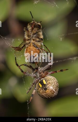 Un ragno Orbweb giardino raggiunge per un'ape di miele intrappolata nella sua rete a Lincoln, Nuova Zelanda il 05 novembre 2019. L'Earthwatch Institute ha concluso nell'ultimo dibattito della Royal Geographical Society di Londra, che le api sono l'essere vivente più importante del pianeta.Â tuttavia, le api sono già entrate nel rischio di estinzione secondo gli scienziati. (Foto di Sanka Vidanagama/NurPhoto) Foto Stock