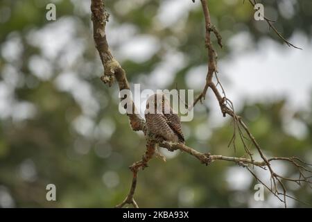 Una giungla gufo su un albero nella giungla. Foto Stock