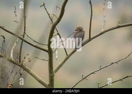 Una giungla gufo su un albero nella giungla. Foto Stock