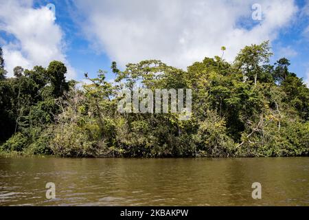 Maripasoula, Francia, 29 giugno 2019. La vegetazione della foresta amazzonica dal fiume Maroni a Antecume-Pata da Maripasoula. (Foto di Emeric Fohlen/NurPhoto) Foto Stock