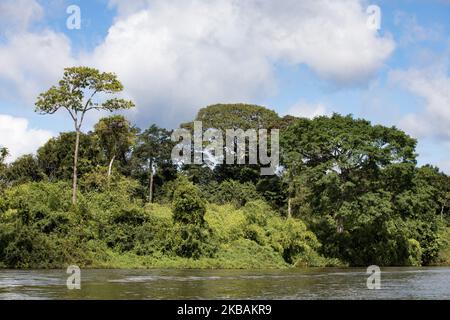 Maripasoula, Francia, 29 giugno 2019. La vegetazione della foresta amazzonica dal fiume Maroni a Antecume-Pata da Maripasoula. (Foto di Emeric Fohlen/NurPhoto) Foto Stock