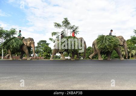 Mahout guida i suoi elefanti, portando le foglie, al Parco Nazionale Kaziranga nel distretto di Golaghat di Assam in India Lunedi, 11 novembre 2019. (Foto di David Talukdar/NurPhoto) Foto Stock