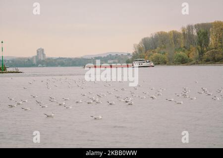 Seagulls fly above the bank of rhine river in Cologne, Germany, on 15 November 2019. (Photo by Ying Tang/NurPhoto) Stock Photo