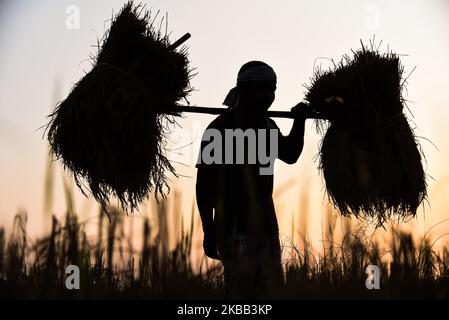 Un contadino porta il suo risone raccolto durante il tramonto, nel villaggio di Saderi, nel distretto di Barpeta, Assam, in India, il 16 novembre 2019. (Foto di David Talukdar/NurPhoto) Foto Stock