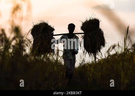 Un contadino porta il suo risone raccolto durante il tramonto, nel villaggio di Saderi, nel distretto di Barpeta, Assam, in India, il 16 novembre 2019. (Foto di David Talukdar/NurPhoto) Foto Stock