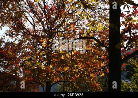 Foglie colorate sono viste al Santuario il 20 novembre 2019 a Tokyo, Giappone. I colori autunnali iniziano a mostrare sugli alberi a Tokyo, Giappone. L'antica capitale giapponese, circondata da foglie colorate in autunno, attrae milioni di turisti ogni anno. (Foto di Hitoshi Yamada/NurPhoto) Foto Stock