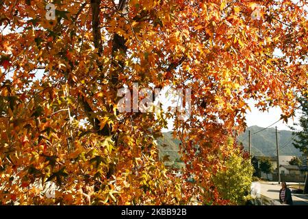 Foglie colorate sono viste al Santuario il 20 novembre 2019 a Tokyo, Giappone. I colori autunnali iniziano a mostrare sugli alberi a Tokyo, Giappone. L'antica capitale giapponese, circondata da foglie colorate in autunno, attrae milioni di turisti ogni anno. (Foto di Hitoshi Yamada/NurPhoto) Foto Stock
