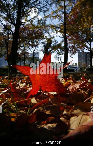 Foglie colorate sono viste al Santuario il 20 novembre 2019 a Tokyo, Giappone. I colori autunnali iniziano a mostrare sugli alberi a Tokyo, Giappone. L'antica capitale giapponese, circondata da foglie colorate in autunno, attrae milioni di turisti ogni anno. (Foto di Hitoshi Yamada/NurPhoto) Foto Stock