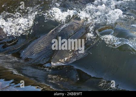 An adult King salmon swims upstream towards the holding pool before spawning at the Nimbus Fish Hatchery in Sacramento, California, United States on Sunday, November 17, 2019. Salmon and steelhead trout returns from the ocean to the streams of their origin, to renew the cycle of life. (Photo by Yichuan Cao/NurPhoto) Stock Photo