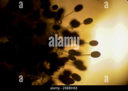 Campione di funghi Rhizopus visto al microscopio Foto Stock