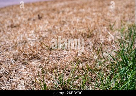 Distinzione visibile tra prato sano e erba bruciata chimica. Foto Stock