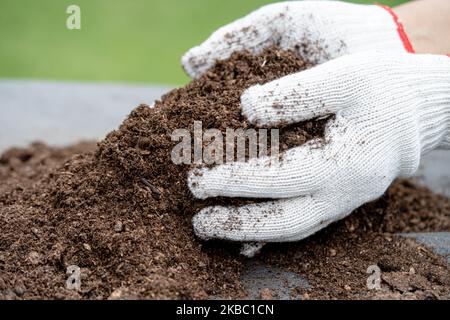 Mano che tiene il muschio di torba materia organica migliora il suolo per agricoltura pianta organica che cresce, concetto di ecologia. Foto Stock