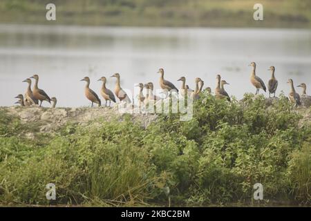 Un gregge di anatra meno frizzante si siede vicino a una zona umida in una giornata invernale al villaggio di Nonoi nel distretto di Nagaon di Assam, india il 2,2019 dicembre (Foto di Anuwar Hazarika/NurPhoto) Foto Stock