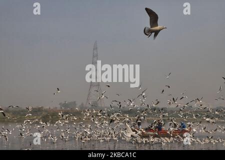 Gli indiani prendono un giro su una barca mentre i gabbiani volano sopra le acque inquinate del fiume Yamuna a Nuova Delhi India il 07 dicembre 2019 (Foto di Nasir Kachroo/NurPhoto) Foto Stock