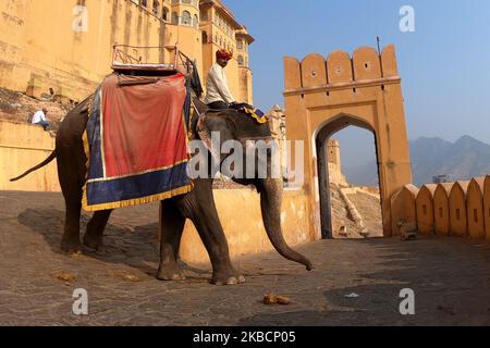 Elephants at the Amer Fort in Jaipur, India on December 11, 2019. (Photo by STR/NurPhoto) Stock Photo