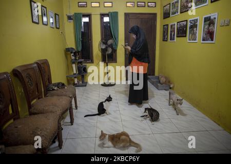 DITA and her cats inside the house. Dita Prisianti Agusta (45 years old) with her love cats earlier pets the qute animal arround 30 cats. Then she and her husband bought a land at Parung, Bogor, West Java where they live now and starting adding more cats. With the love of the cats very much they started adopted cat that were abandoned in the street and also from house that do not want to pet the cat any more. Untill now the place already taken care of arround 250 cats, with various type of cat mostly local car and angora, and persian cat. (Photo by Donal Husni/NurPhoto) Stock Photo