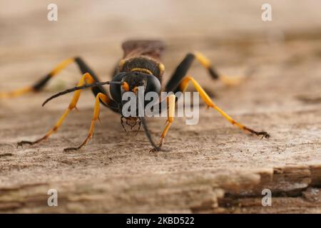 Primo piano dettagliato su fango-dauber Wasp con zampe gialle, caementario di Sceliphron seduto su legno Foto Stock