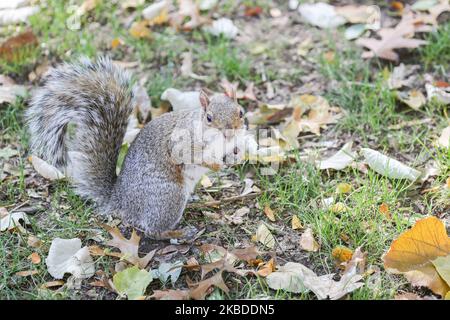 Primo piano di uno scoiattolo a Central Park a Manhattan, New York City. Gli scoiattoli grigi sono un simbolo del Central Park di New York, dove si mangia noci, si cammina sull'erba ed è amichevole e curioso con le persone. NY, USA - 15 novembre 2019 (Foto di Nicolas Economou/NurPhoto) Foto Stock