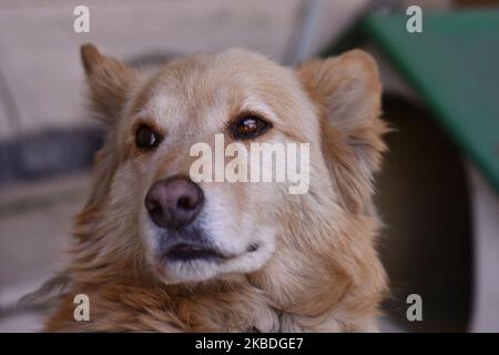 Un cane Labrador Retriever è visto riposarsi nel cortile di una casa il 25 dicembre 2019 a Città del Messico, Messico. È una razza di cane originaria del Terranova, nell'attuale Canada. Il Labrador Retriever è una delle razze più popolari al mondo per il numero di esemplari registrati, la sua eccezionale affabilità, gentilezza, intelligenza, nobiltà, energia e gentilezza, fanno gli agricoltori sono generalmente considerati buoni compagni per persone di tutte le età. (Foto di Eyepix/NurPhoto) Foto Stock