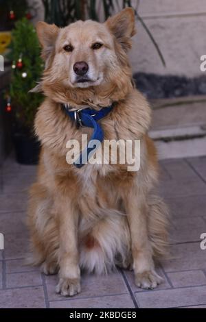 Un cane Labrador Retriever è visto riposarsi nel cortile di una casa il 25 dicembre 2019 a Città del Messico, Messico. È una razza di cane originaria del Terranova, nell'attuale Canada. Il Labrador Retriever è una delle razze più popolari al mondo per il numero di esemplari registrati, la sua eccezionale affabilità, gentilezza, intelligenza, nobiltà, energia e gentilezza, fanno gli agricoltori sono generalmente considerati buoni compagni per persone di tutte le età. (Foto di Eyepix/NurPhoto) Foto Stock