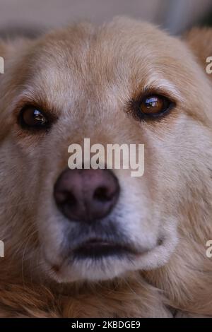 Un cane Labrador Retriever è visto riposarsi nel cortile di una casa il 25 dicembre 2019 a Città del Messico, Messico. È una razza di cane originaria del Terranova, nell'attuale Canada. Il Labrador Retriever è una delle razze più popolari al mondo per il numero di esemplari registrati, la sua eccezionale affabilità, gentilezza, intelligenza, nobiltà, energia e gentilezza, fanno gli agricoltori sono generalmente considerati buoni compagni per persone di tutte le età. (Foto di Eyepix/NurPhoto) Foto Stock