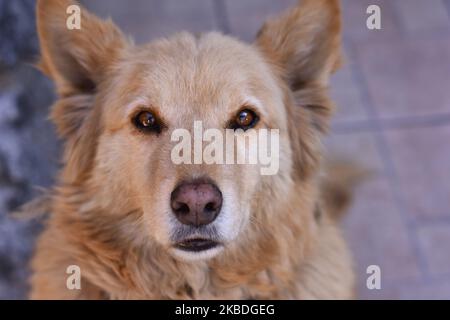 Un cane Labrador Retriever è visto riposarsi nel cortile di una casa il 25 dicembre 2019 a Città del Messico, Messico. È una razza di cane originaria del Terranova, nell'attuale Canada. Il Labrador Retriever è una delle razze più popolari al mondo per il numero di esemplari registrati, la sua eccezionale affabilità, gentilezza, intelligenza, nobiltà, energia e gentilezza, fanno gli agricoltori sono generalmente considerati buoni compagni per persone di tutte le età. (Foto di Eyepix/NurPhoto) Foto Stock