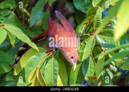 Cucù di scoiattolo (Piaya cayana) in un albero nella foresta del Belize Foto Stock