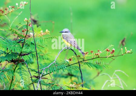 Kingbird tropicale (Tyrannus melancholicus) appollaiato su un cespuglio fiorente Foto Stock