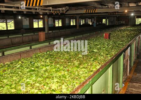 Tea leaves that were freshly harvested wait to be processed at the Geragama Tea Factory in Pilimathalawa, Sri Lanka. Geragama is one of the premium and the oldest tea plantations in Sri Lanka dating back to 1903. (Photo by Creative Touch Imaging Ltd./NurPhoto) Stock Photo