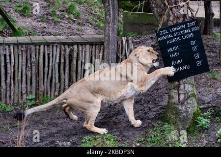 Heidi, la leonessa asiatica raffigurata durante l'annuale stocktake allo ZSL London Zoo il 02 gennaio 2020 a Londra, Inghilterra. Ogni anno i detentori fanno il conto di ogni animale di oltre 700 specie allo zoo di Londra, e i risultati sono condivisi con altri zoo per aiutare a gestire i programmi di allevamento a livello mondiale per la conservazione degli animali in pericolo. (Foto di Wiktor Szymanowicz/NurPhoto) Foto Stock