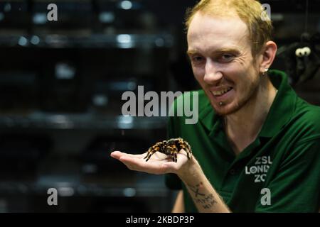 Uno zooekeeper tiene un ragno messicano rosso-kneed durante l'annuale stocktake allo Zoo di Londra di ZSL il 02 gennaio 2020 a Londra, Inghilterra. Ogni anno i detentori fanno il conto di ogni animale di oltre 700 specie allo zoo di Londra, e i risultati sono condivisi con altri zoo per aiutare a gestire i programmi di allevamento a livello mondiale per la conservazione degli animali in pericolo. (Foto di Wiktor Szymanowicz/NurPhoto) Foto Stock