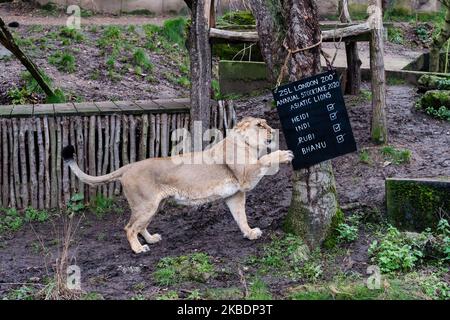 Heidi, la leonessa asiatica raffigurata durante l'annuale stocktake allo ZSL London Zoo il 02 gennaio 2020 a Londra, Inghilterra. Ogni anno i detentori fanno il conto di ogni animale di oltre 700 specie allo zoo di Londra, e i risultati sono condivisi con altri zoo per aiutare a gestire i programmi di allevamento a livello mondiale per la conservazione degli animali in pericolo. (Foto di Wiktor Szymanowicz/NurPhoto) Foto Stock