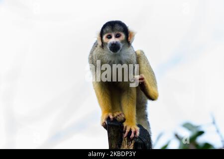 La scimmia scoiattolo raffigurata durante l'annuale stocktake allo ZSL London Zoo il 02 gennaio 2020 a Londra, Inghilterra. Ogni anno i detentori fanno il conto di ogni animale di oltre 700 specie allo zoo di Londra, e i risultati sono condivisi con altri zoo per aiutare a gestire i programmi di allevamento a livello mondiale per la conservazione degli animali in pericolo. (Foto di Wiktor Szymanowicz/NurPhoto) Foto Stock