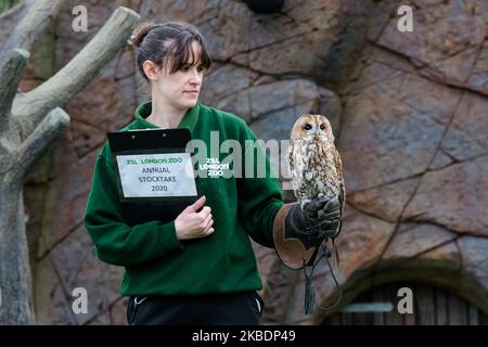 Uno zooekeeper tiene Alberto, il gufo bruno durante la stocktake annuale allo ZSL London Zoo il 02 gennaio 2020 a Londra, Inghilterra. Ogni anno i detentori fanno il conto di ogni animale di oltre 700 specie allo zoo di Londra, e i risultati sono condivisi con altri zoo per aiutare a gestire i programmi di allevamento a livello mondiale per la conservazione degli animali in pericolo. (Foto di Wiktor Szymanowicz/NurPhoto) Foto Stock