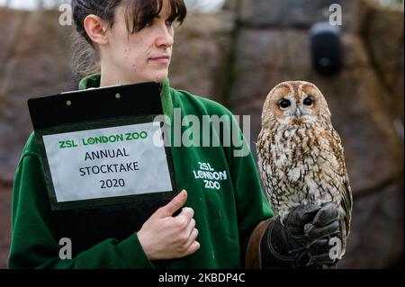 Uno zooekeeper tiene Alberto, il gufo bruno durante la stocktake annuale allo ZSL London Zoo il 02 gennaio 2020 a Londra, Inghilterra. Ogni anno i detentori fanno il conto di ogni animale di oltre 700 specie allo zoo di Londra, e i risultati sono condivisi con altri zoo per aiutare a gestire i programmi di allevamento a livello mondiale per la conservazione degli animali in pericolo. (Foto di Wiktor Szymanowicz/NurPhoto) Foto Stock