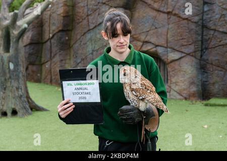 Uno zooekeeper tiene Alberto, il gufo bruno durante la stocktake annuale allo ZSL London Zoo il 02 gennaio 2020 a Londra, Inghilterra. Ogni anno i detentori fanno il conto di ogni animale di oltre 700 specie allo zoo di Londra, e i risultati sono condivisi con altri zoo per aiutare a gestire i programmi di allevamento a livello mondiale per la conservazione degli animali in pericolo. (Foto di Wiktor Szymanowicz/NurPhoto) Foto Stock